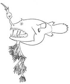 Familia Linophrynidae.jpg